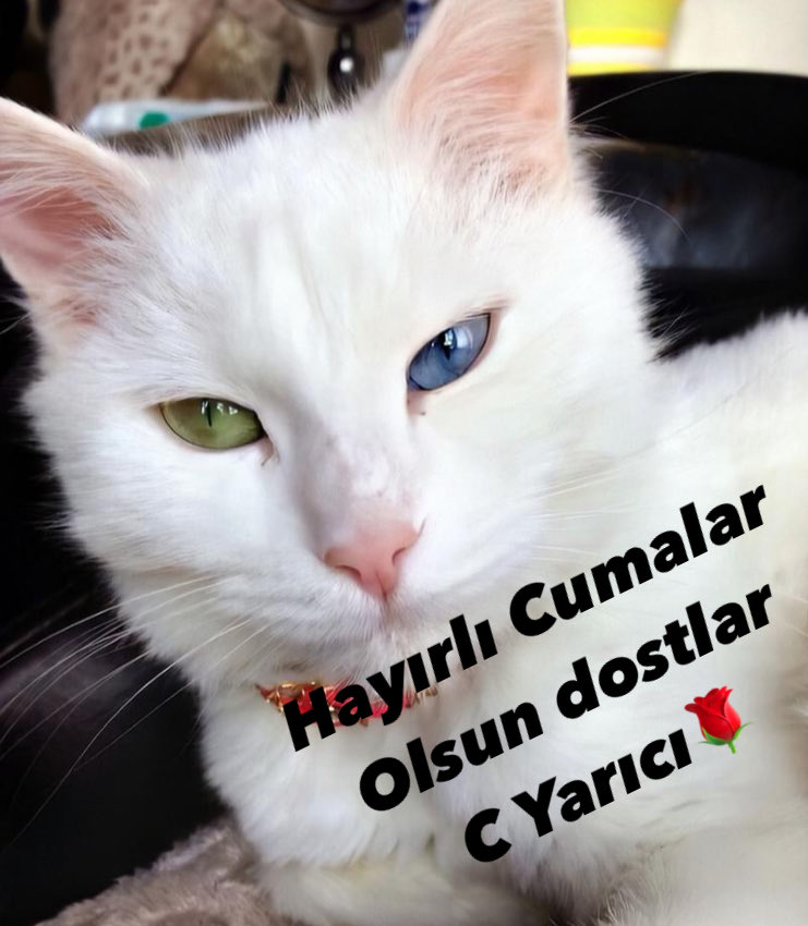Yarici65's tweet photo. https://t.co/9btX3WVfco
