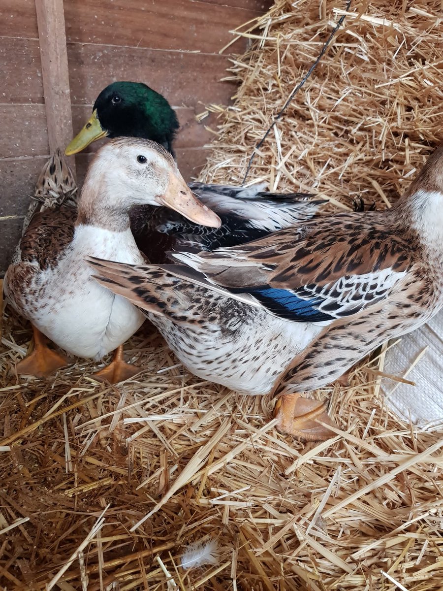 Agronomme_'s tweet photo. Ducks are a great organic pest control method on the homestead,
Laying large eggs, hen protection and your own entertainment are among the reasons to add ducks and geese to your #farm.
Ducks and geese are fun, charming and practical additions to the barnyard.🦆
#EgeraUmuhinzi https://t.co/qzP59tthCk
