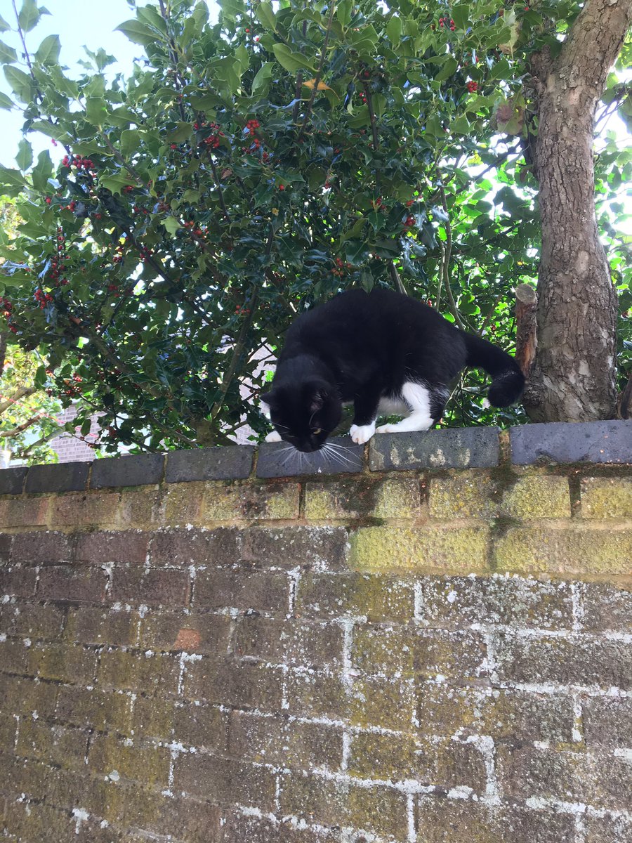 alfie_min's tweet photo. We didn’t really get to know Kayla but we are sending big paw hugs and a special rose to her family @KimoKekonaKekoa who will be missing her. Run free OTRB Kayla  🌈 #HedgewatchForKayla https://t.co/hxG4vctMNj