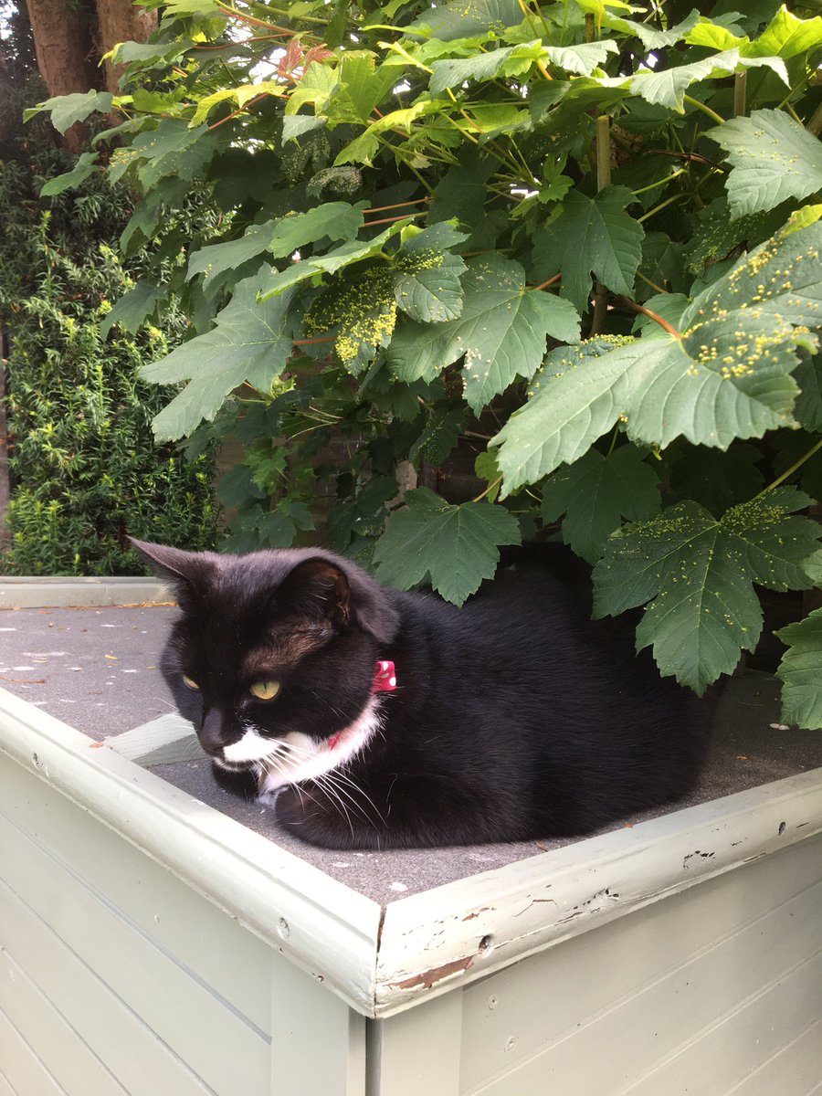 alfie_min's tweet photo. We didn’t really get to know Kayla but we are sending big paw hugs and a special rose to her family @KimoKekonaKekoa who will be missing her. Run free OTRB Kayla  🌈 #HedgewatchForKayla https://t.co/hxG4vctMNj