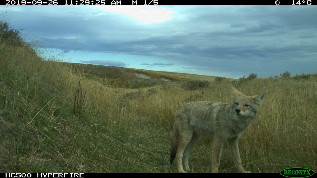 trailcams 🌿 tweet media