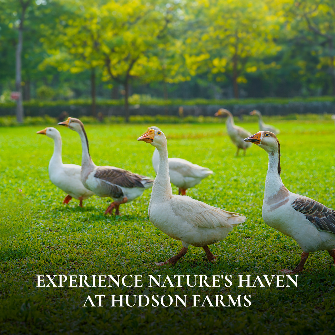 For more details call us on 8939818856/ 8939818854.

#hudson_resorts #farmstay #naturelover #animallover #countryside #farmlife #petfriendly #natureretreat #farmgetaway #greenfields #reconnectwithnature #petzoo #farm