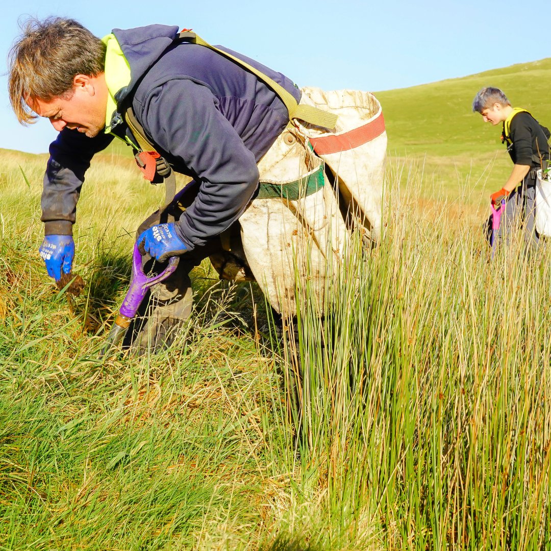 ChimneySheep's tweet image. Exciting news! We're in a 3rd season of planting at Low Fell. Read all about it in our latest Buy Land Plant Trees update.  chimneysheep.co.uk/blogs/blog/the…
#chimneysheep Buy Land Plant Trees CIC #blpt #trees #ClimateAction  #biodiversity #conservation #Sustainable #lakedistrict #lowfell