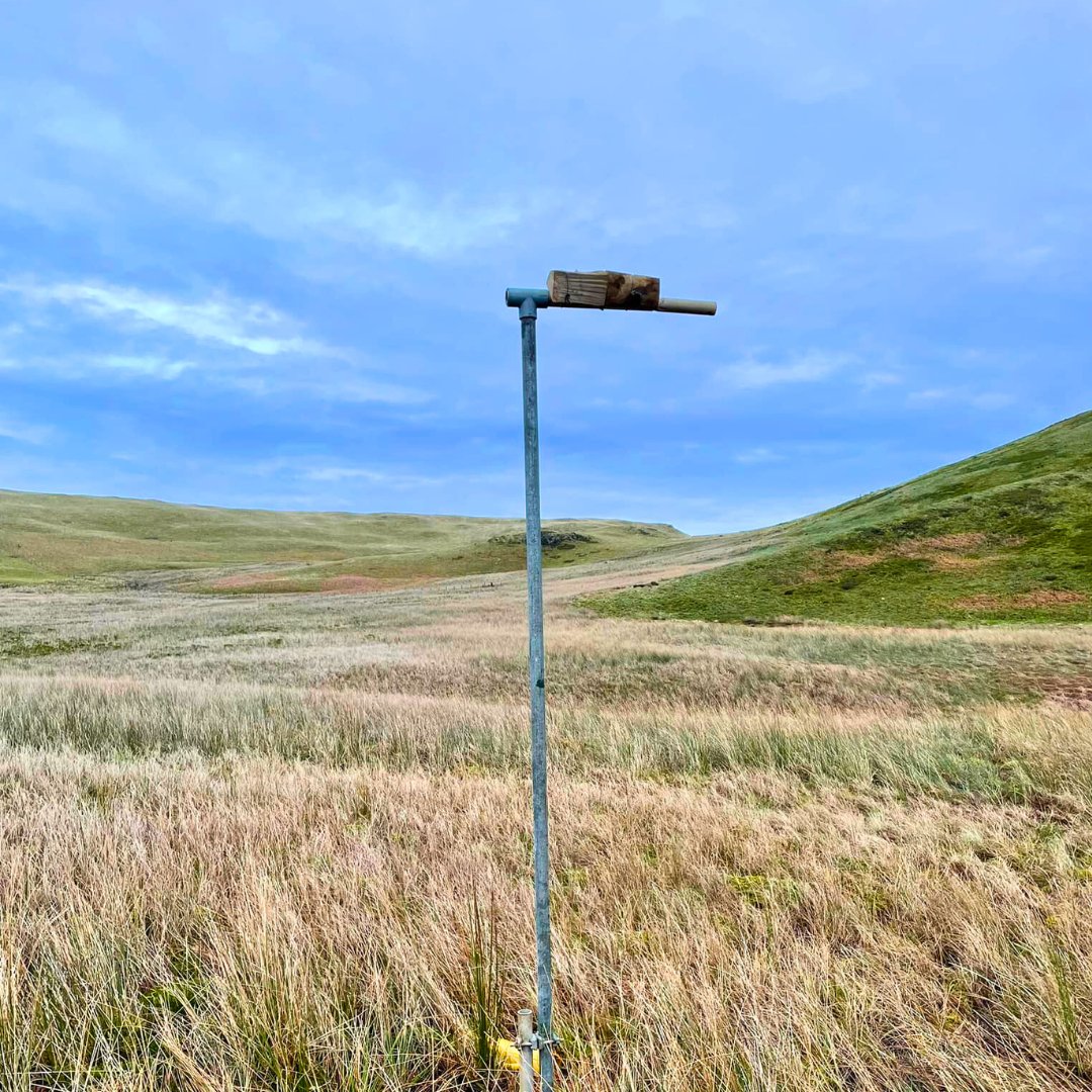 ChimneySheep's tweet image. Exciting news! We're in a 3rd season of planting at Low Fell. Read all about it in our latest Buy Land Plant Trees update.  chimneysheep.co.uk/blogs/blog/the…
#chimneysheep Buy Land Plant Trees CIC #blpt #trees #ClimateAction  #biodiversity #conservation #Sustainable #lakedistrict #lowfell