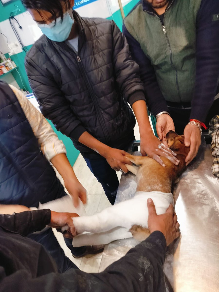 TheViditsharma's tweet photo. Heartbreaking incident: A puppy crushed by a biker, left with both legs fractured, abandoned on the road. We're on a mission to get him the treatment he deserves. Keep him in your prayers and if possible, please donate for his treatment. Every bit counts in saving a life. #HelpHealPaws #Dogs
Pytm n gpay 9899600421
https://t.co/CkTtllt5z6