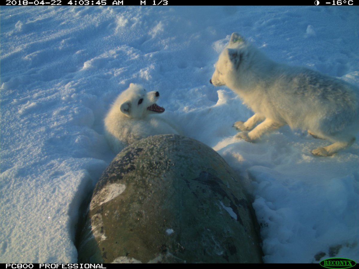 trailcams 🌿 tweet media