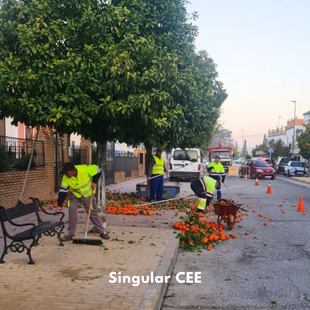 SingularCEE's tweet photo. RECOGIDA DE NARANJAS
Por segundo año consecutivo el @fernannunez confía el #SingularCEE para la Campaña de Recogida de Naranja.
Contacta con nosotros:
📧info@singularcee.com
☎️957 332 041 
#recogidadenaranja #Fernannuñez #discapacidad #centroespecialdeempleo #insercionlaboral https://t.co/3ei0YVxZey