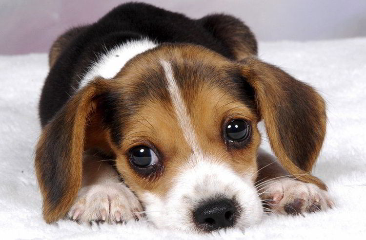 CorellaTej7982's tweet photo. #felizfinde #findesemana #WeekendVibes #puppyday #puppy #AdoptDontShop #cute #adoptaunperro #cachorro #nocompresperros #febrero #NoAlMaltratoAnimal #adopta 💋🥰🐶 https://t.co/kZUEQHyjc7