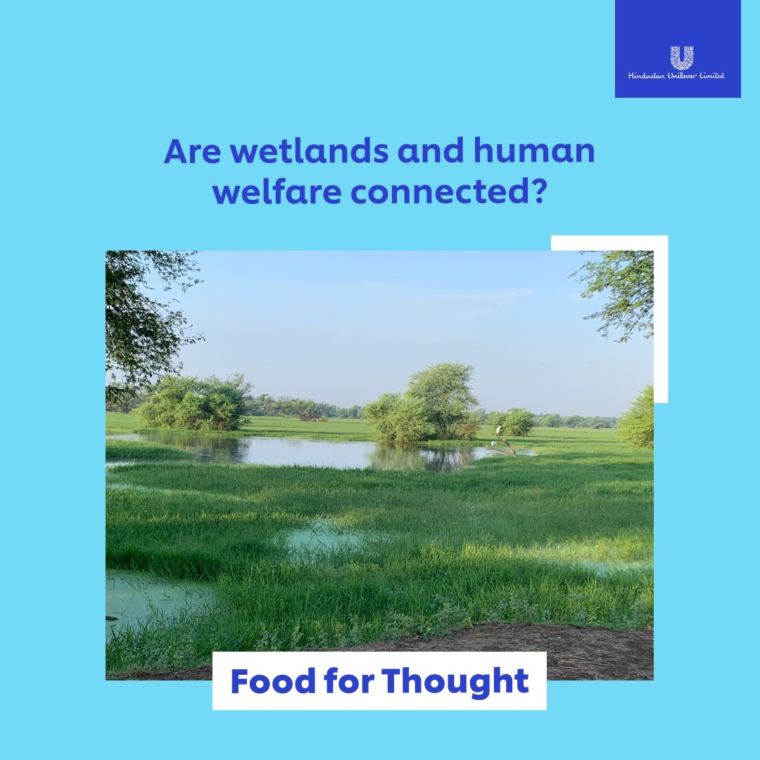 HUL_News's tweet photo. Ever wondered how wetlands are our unsung heroes in battling climate extremes? 

From preventing floods to recharging our groundwater - discover the crucial role they play in human welfare.🌿

Dive into the story this #WorldWetlandsDay &amp; find out more! 

https://t.co/lHElMfDIJB💧 https://t.co/E0xQ0BU4bL