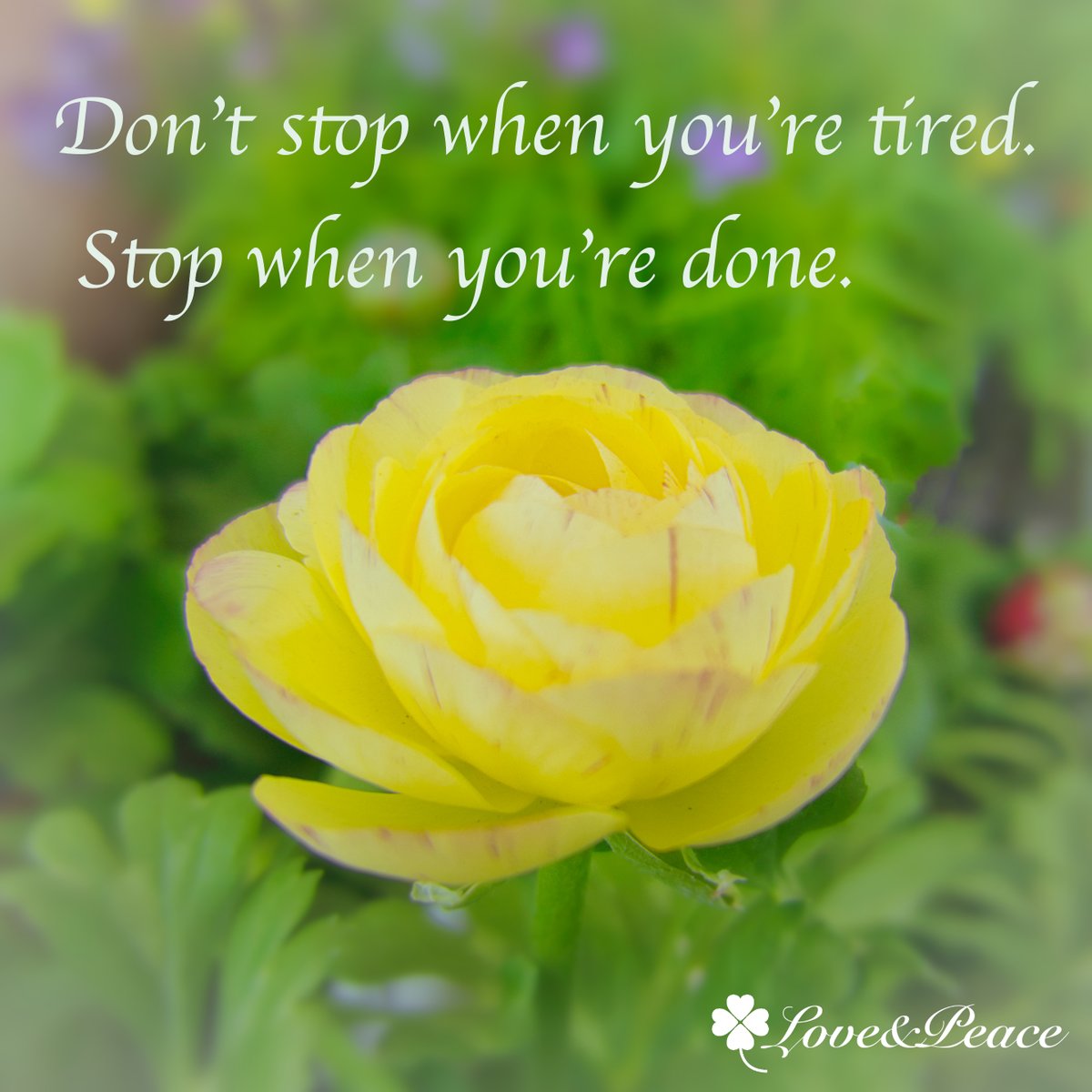 LoveAndPeaceZ1's tweet photo. ☀️⛄️🇸🇬🍋☕️📚😋🍎
#NeverGiveUp https://t.co/LnJGWY6CYX