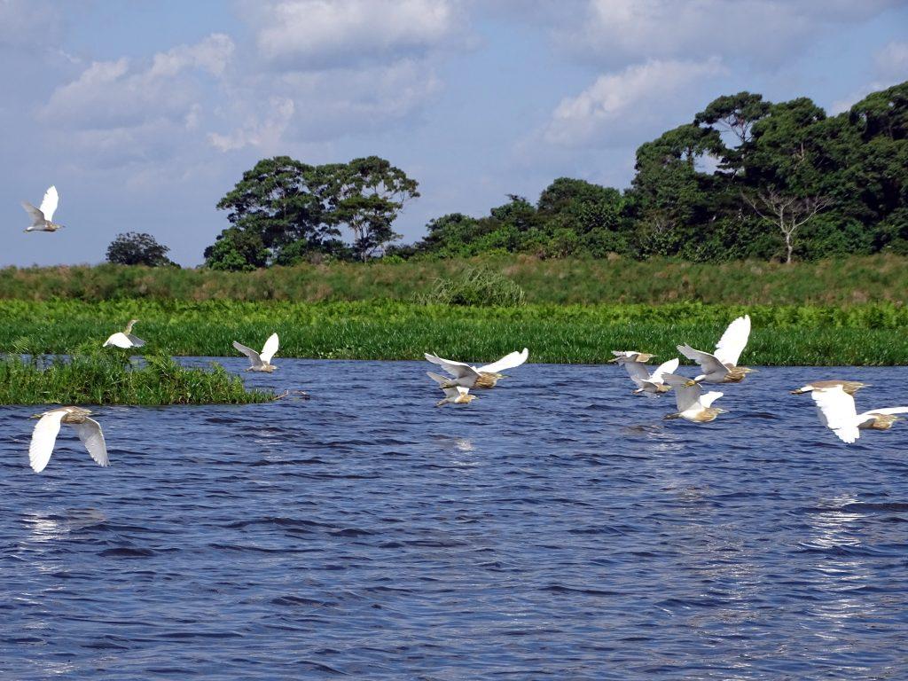 🌎 Happy #WorldWetlandsDay2024 ! 🌿 Today we celebrate the unsung ecological importance of 'wetlands' 🦆 📌 From water purification to #biodiversity hotspots, wetlands play a crucial role in maintaining ecological balance. 🌱We must conserve and protect these vital #ecosystems.