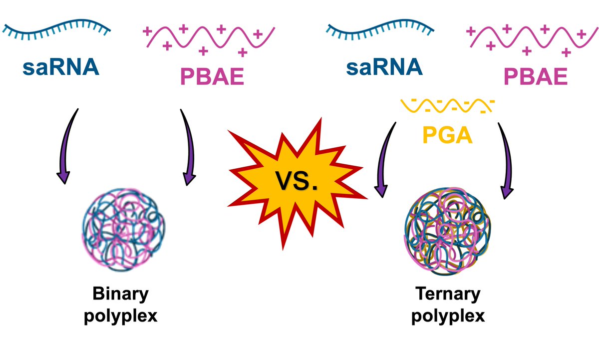 Pratik Gurnani (@pratik_gurnani) on Twitter photo Check out are latest work on self-amplifying RNA delivery in collaboration with <a href="/robin_shattock/">Robin Shattock</a> <a href="/pomares_luisa/">Dr Luisa MARTINEZ-POMARES-Laboratory</a> <a href="/cameron_alexndr/">Cameron Alexander</a>. We developed charge-neutralised complexes by investigating the influence of an anionic polypeptide polyelectrolyte complexes. tinyurl.com/5ea68rmz Check out are latest work on self-amplifying RNA delivery in collaboration with <a href="/robin_shattock/">Robin Shattock</a> <a href="/pomares_luisa/">Dr Luisa MARTINEZ-POMARES-Laboratory</a> <a href="/cameron_alexndr/">Cameron Alexander</a>. We developed charge-neutralised complexes by investigating the influence of an anionic polypeptide polyelectrolyte complexes. tinyurl.com/5ea68rmz