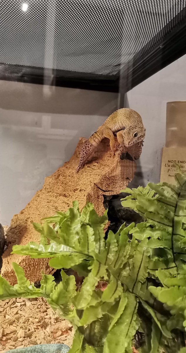 angryqueertears's tweet photo. 🦎 C'est avec le cœur lourd que j'annonce le décès de mon lézard, "Quasi-Sans-Queue" plus connu sous le nom Pascal-Patrick, décédé.e ce 29.01.2024 après m'avoir accompagné dans ma rébellion de jeune adulte tout le long de mes vadrouilles. 
RIP, que ta vie soit belle au delà 🙏😔 https://t.co/pyNlGBJ8qE