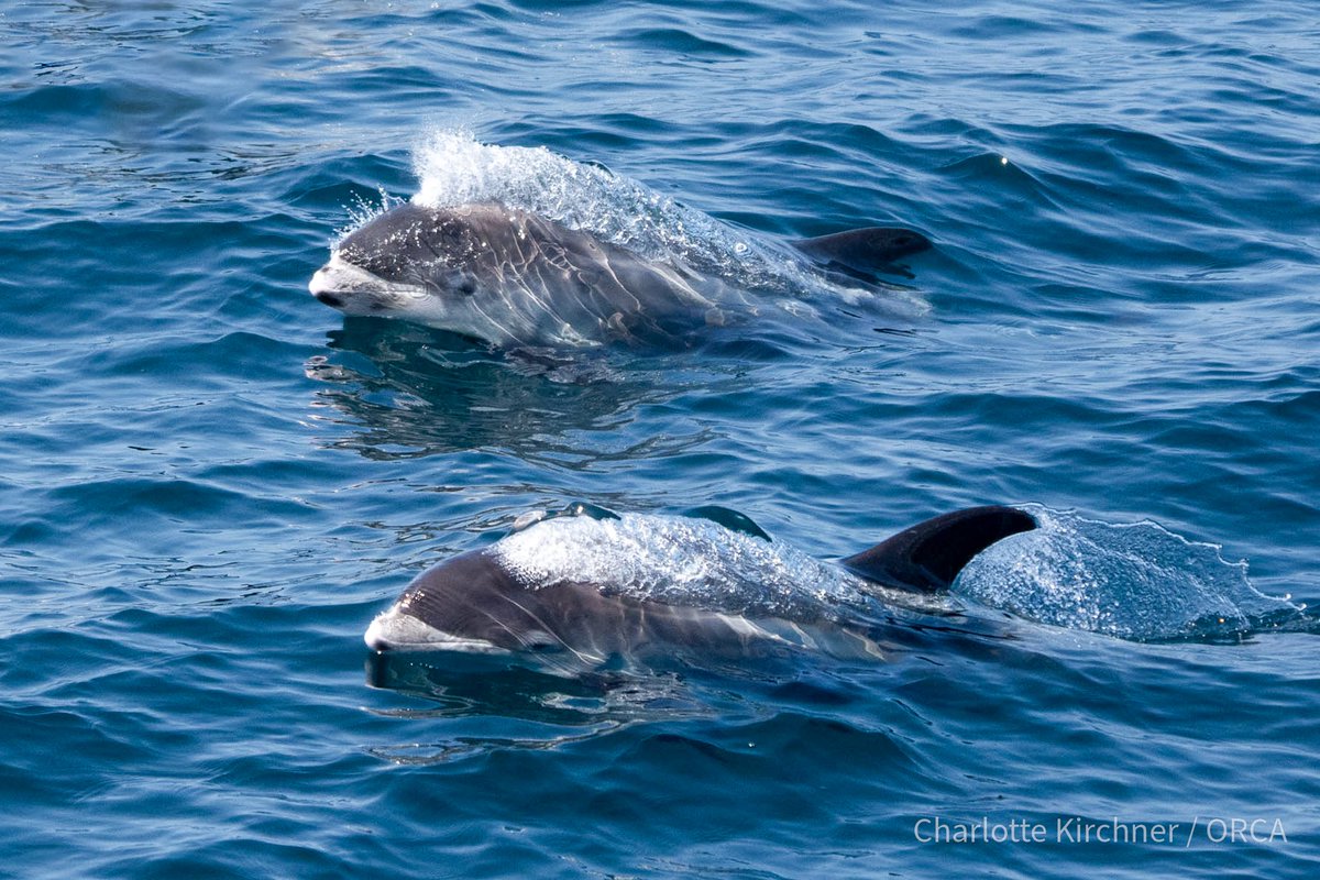 Just 4 weeks before submitting my PhD thesis, I am happy to share my second chapter published in @HeredityJournal 🥳🐬🧬. Read here for the first comprehensive population genomic assessment of the beautiful white-beaked dolphin ⬇️ rdcu.be/dxyMF 📸 Charlotte Kirchner