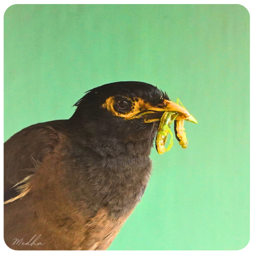 MedhaBalasore's tweet photo. On #WetlandsDay #BirdsWithCatch post from the wetlands for #IndiAves https://t.co/8DNKPUqeAX