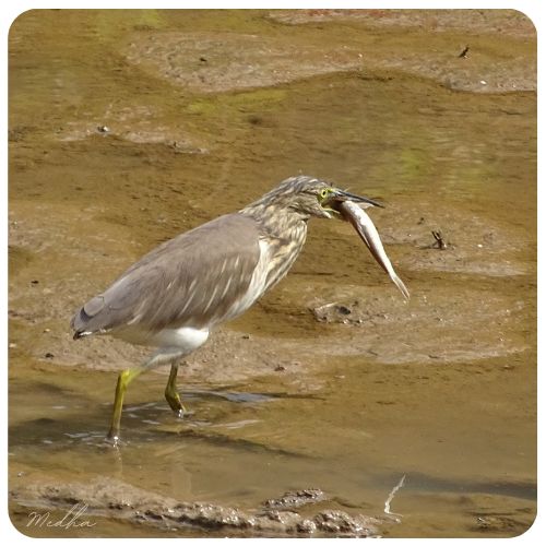 MedhaBalasore's tweet photo. On #WetlandsDay #BirdsWithCatch post from the wetlands for #IndiAves https://t.co/8DNKPUqeAX