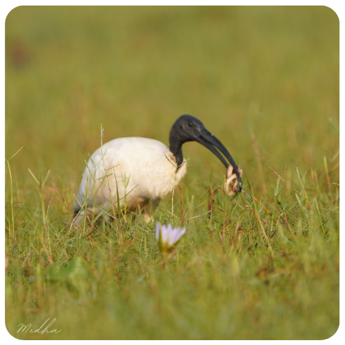 MedhaBalasore's tweet photo. On #WetlandsDay #BirdsWithCatch post from the wetlands for #IndiAves https://t.co/8DNKPUqeAX