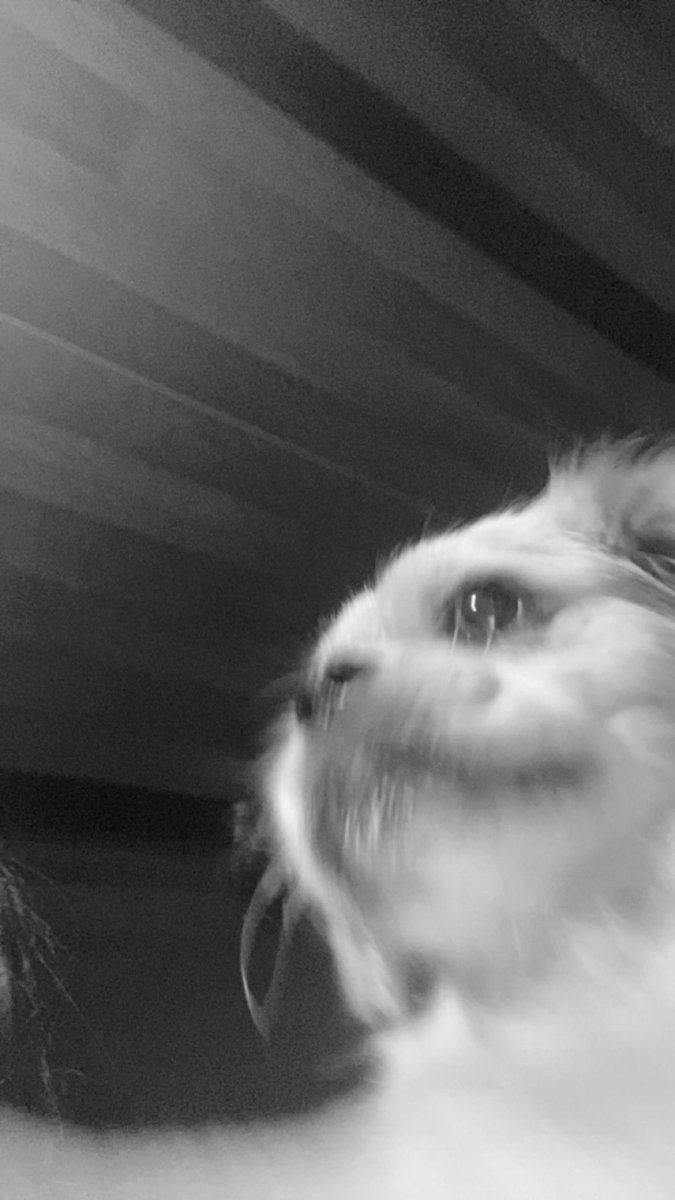 defnearsln0's tweet photo. Köpeğimin güzelliği saka mıııığğ? https://t.co/Jcn6r1pLGP