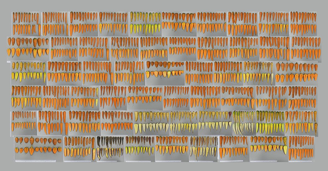 ECPGR's tweet photo. The @ECPGR #EVAnetwork consortium gets to the roots of #carrot genetic diversity 🥕🧬 In a new paper in Acta Horticulturae, they report on the evaluation of 60 landraces from 16 countries, looking at traits of interest to breeders
👉https://t.co/ma92dyhxnW
📷 E. Geoffriau https://t.co/szjZf85PTN