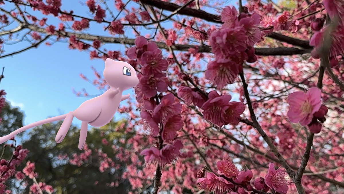 MattPokeGO's tweet photo. 春のお花AR🌸✨✨
すっぴん撮って出し📸✨

初級の方
手前から奥に引きながらシャッター連打👆
ピントが手前になったり奥になったりで楽しいAR撮れます。
ミュウは万能モデル💕

上級の方
前景中景後景を意識
奥行きとピント、綺麗系の方は明るさも意識（手でレンズ隠す距離を調整）
リプに修正案up https://t.co/mdSvPsovkv