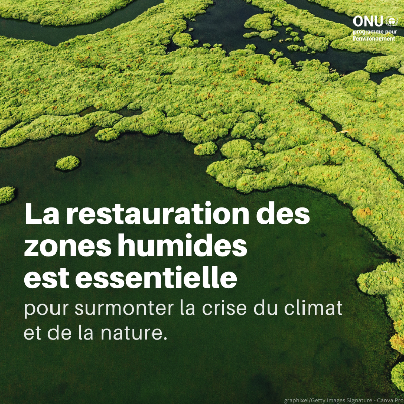 UNEP_Francais's tweet photo. Les #zoneshumides couvrent environ 6 % de la surface terrestre et sont vitales pour la santé humaine, l'approvisionnement en nourriture et les moyens de subsistance. Pourtant, ces écosystèmes uniques disparaissent trois fois plus vite que les forêts.