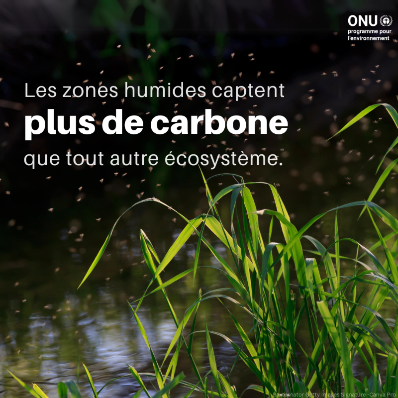 UNEP_Francais's tweet photo. Les #zoneshumides couvrent environ 6 % de la surface terrestre et sont vitales pour la santé humaine, l'approvisionnement en nourriture et les moyens de subsistance. Pourtant, ces écosystèmes uniques disparaissent trois fois plus vite que les forêts.