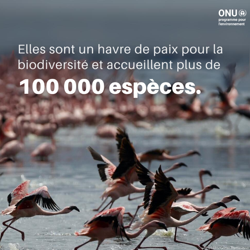 UNEP_Francais's tweet photo. Les #zoneshumides couvrent environ 6 % de la surface terrestre et sont vitales pour la santé humaine, l'approvisionnement en nourriture et les moyens de subsistance. Pourtant, ces écosystèmes uniques disparaissent trois fois plus vite que les forêts.