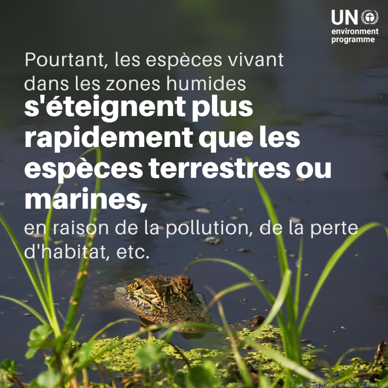 UNEP_Francais's tweet photo. Les #zoneshumides couvrent environ 6 % de la surface terrestre et sont vitales pour la santé humaine, l'approvisionnement en nourriture et les moyens de subsistance. Pourtant, ces écosystèmes uniques disparaissent trois fois plus vite que les forêts.