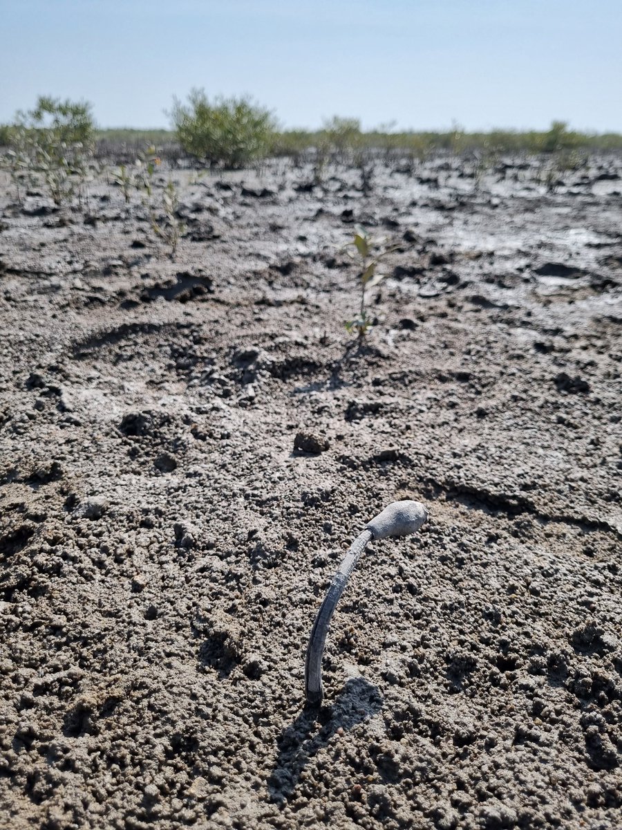 Fantastic mangrove trip to Luni, Gujarat-India last week with @Alex_bluecarbon @T_A_Worthington Met local communities & other people who conserve this unique mangrove site 🌿