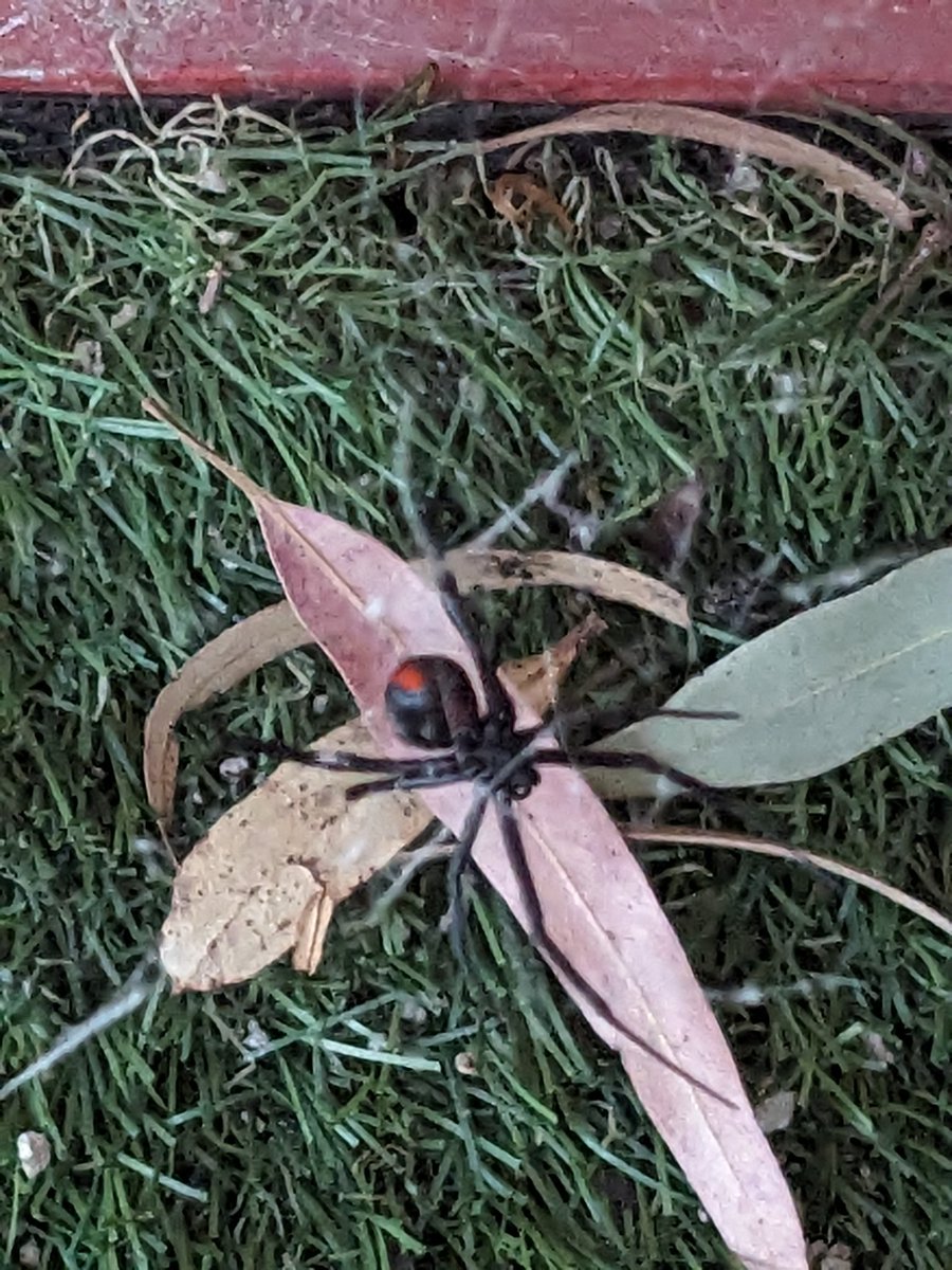 Wee venomous fren 🕷️