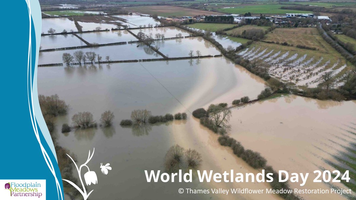 Happy #WorldWetlandsDay This image by @longmead_tvwmrp shows topsoil washing off arable fields & flowing over permanent grasslands to the river. #FloodplainMeadows protect soils & their carbon stores, as well as slowing the flow during floods 💧🌼🌱 bit.ly/48PhZjX