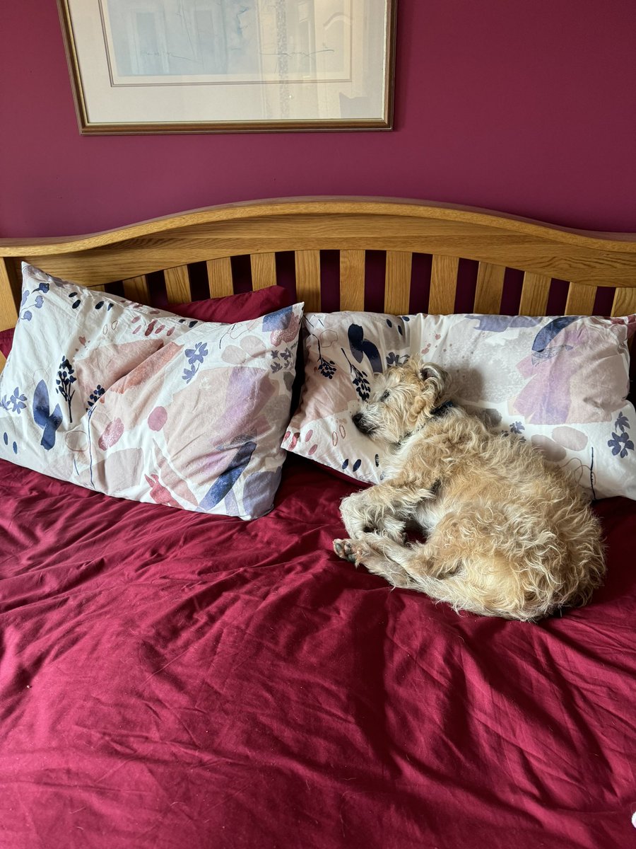 Junior20Office's tweet photo. @emmaaitkenF1 @beach4mippy @trebus_mr @jacquistephens5 @HaggisAdele @Heike1311 @GillH1973 @ceri_wt @BramleyLakeland Morning all ..still yawning ..bin nabbed on the big bed tho 🫤 ..oops ..and worse still I left PA a pile of crumbs from my #Bonio aka hollow carbs in the bed for her to sleep on 😬 ..#notpopular https://t.co/Lc8m88rOX0