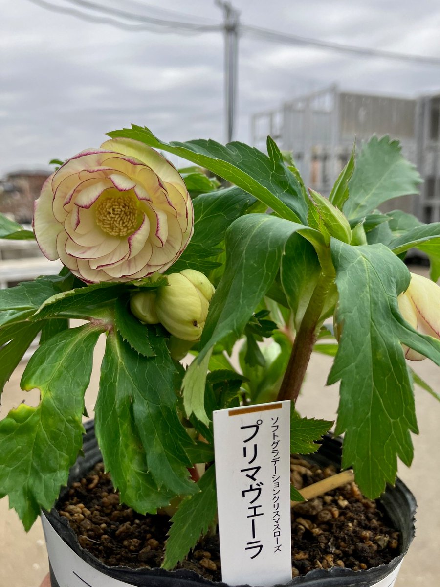 クリスマスローズ ミスティーク ss 大木ナーセリー 開花苗 6号鉢 2026