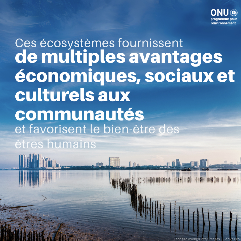 UNEP_Francais's tweet photo. Les #zoneshumides couvrent environ 6 % de la surface terrestre et sont vitales pour la santé humaine, l'approvisionnement en nourriture et les moyens de subsistance. Pourtant, ces écosystèmes uniques disparaissent trois fois plus vite que les forêts.