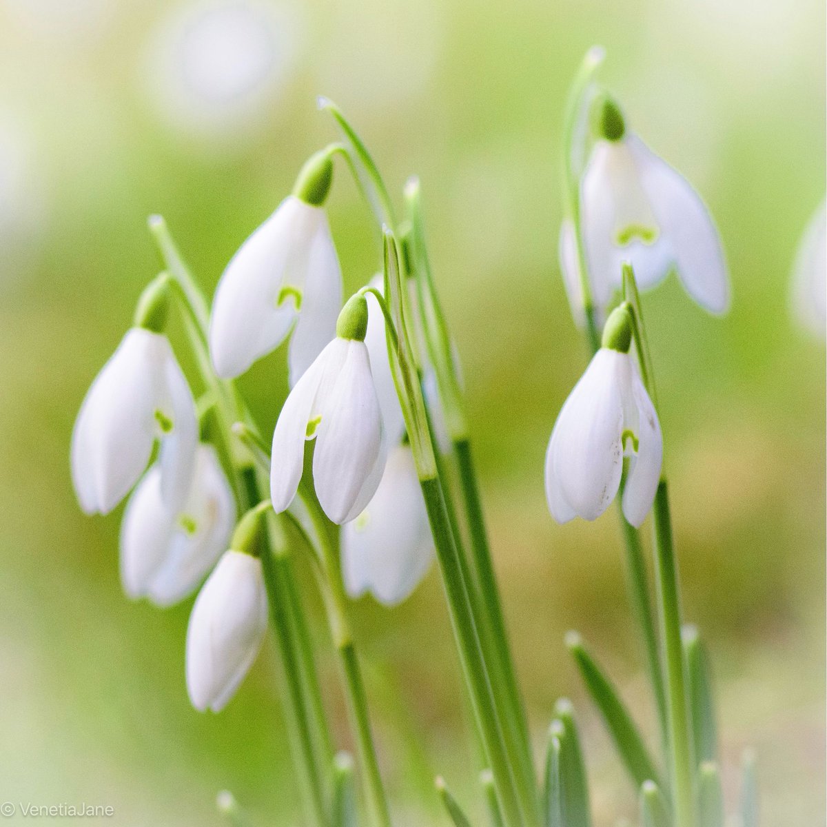 VenetiaJane's tweet photo. Snowdrops are also known as ‘Candlemas Bells’ because they bloom at the time of #Candlemas. This Christian ‘celebration of light’ echoes the pagan tradition of #Imbolc, and is held on 2nd February to commemorate the ritual purification of Mary following Jesus’ birth. #wildflowers https://t.co/ywDiUzQyro