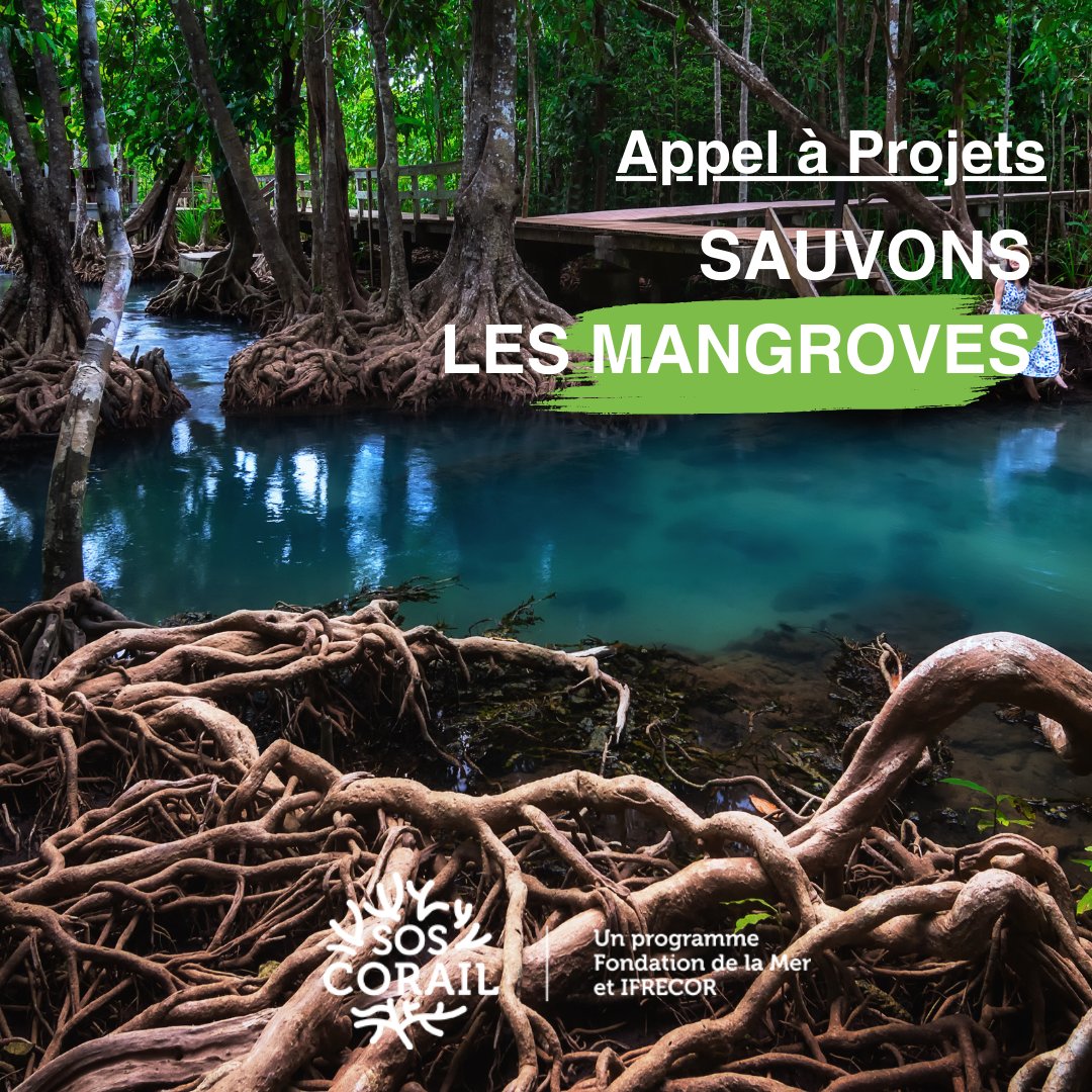 FondationMer's tweet photo. 🌱Appel à projets #SOSCorail pour protéger et restaurer les #mangroves
Elles sont essentielles à l'équilibre de notre planète. La @FondationMer et l’@Ifrecor lancent un appel à projets pour protéger et restaurer de ces écosystèmes uniques et fragiles.
👉https://t.co/B8tg5uunDa https://t.co/QqrCJQPdku