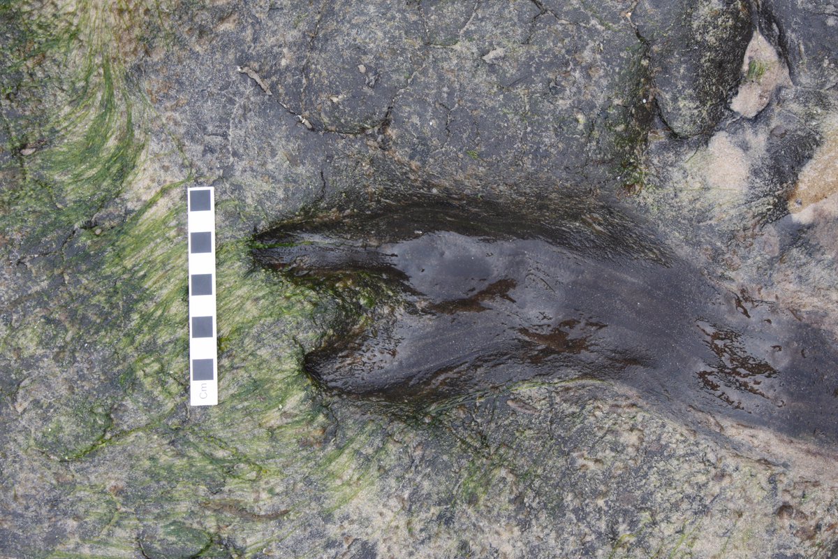 High tides in the winter of 2009-10 revealed extensive peat deposits at Lydstep Haven. Many footprints were visible, belonging to both humans and animals, dating to the #BronzeAge. This footprint was probably a red deer's.
📸@RC_Survey, 2014
coflein.gov.uk/en/site/416341/
#WetlandsDay