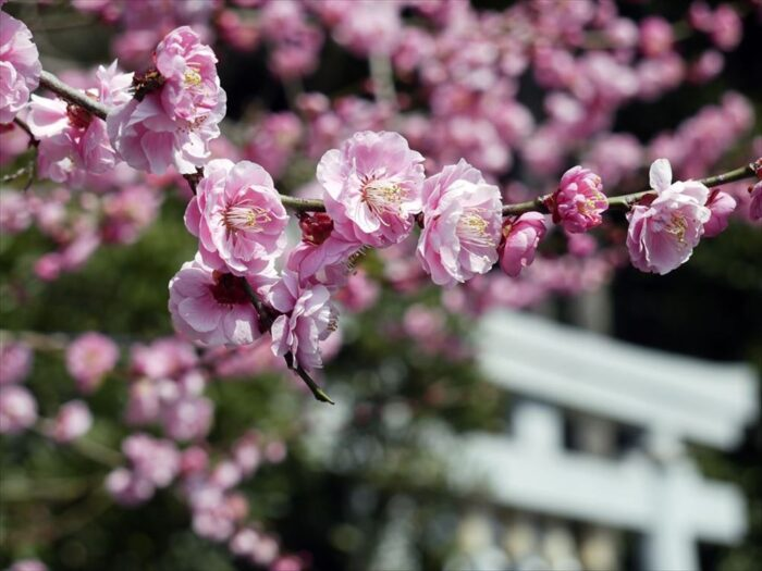 SideKyoto's tweet photo. 【2024】京都の梅の名所11選🤩
昔から春を告げる花として日本人の心を惹きつけてきた梅の花✨今回は京都府内の各名所の見どころ＆見頃をたっぷりとご紹介します🌈
https://t.co/cXLMfrQogO
＃京都観光　＃京都　＃梅 https://t.co/mtgOCa3YgF