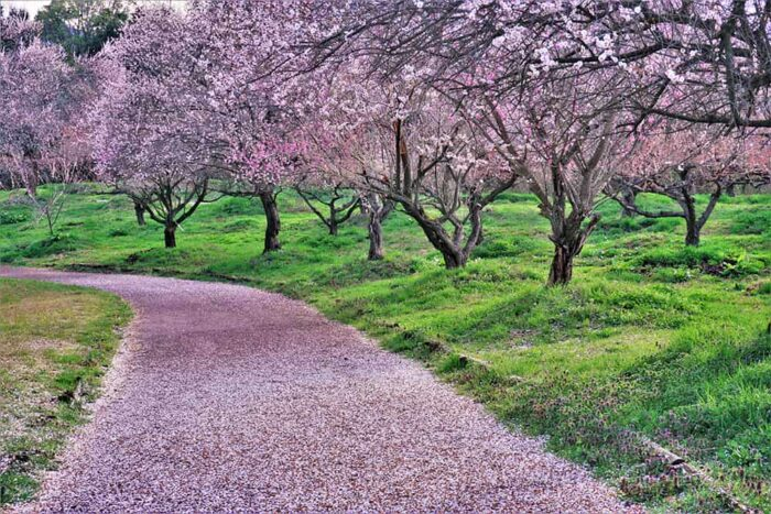 SideKyoto's tweet photo. 【2024】京都の梅の名所11選🤩
昔から春を告げる花として日本人の心を惹きつけてきた梅の花✨今回は京都府内の各名所の見どころ＆見頃をたっぷりとご紹介します🌈
https://t.co/cXLMfrQogO
＃京都観光　＃京都　＃梅 https://t.co/mtgOCa3YgF