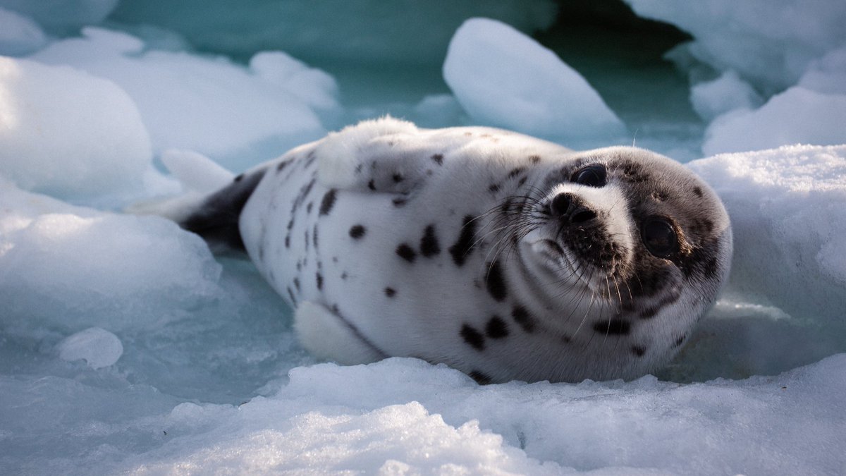 James Grecian tweet media