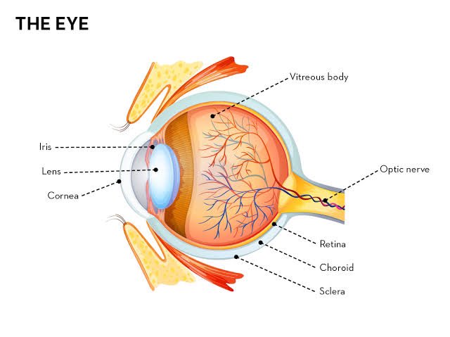 DrMedica_13's tweet image. 👁️ Vision Perception MCQ! 🧠

Which brain lobe is responsible for processing the sense of vision?

A) Frontal lobe
B) Parietal lobe
C) Temporal lobe
D) Occipital lobe

🌐 #NeuroscienceQuiz #BrainAnatomy #MedicalTrivia