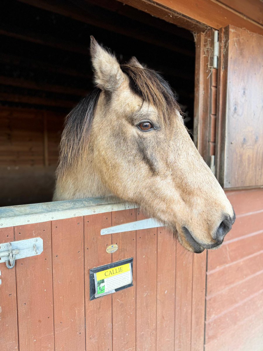 Good morning from Callie! As our our head mare she likes to keep an eye on everything going on around the sanctuary!

#rescuehorse #animalwelfare #animalcharity