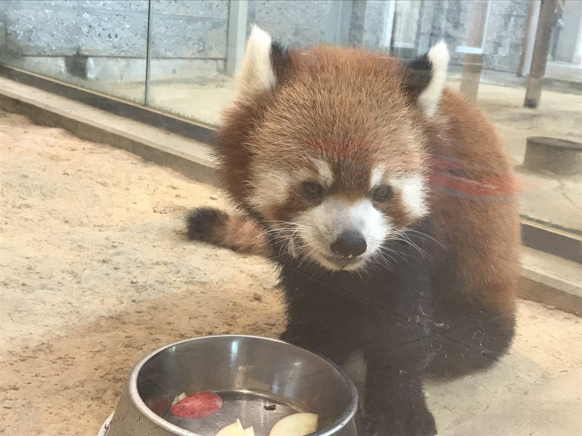co2480panda's tweet photo. え…😢
ありがとう、ムータン
どうか安らかに🙏 https://t.co/5Z4CM3lERp