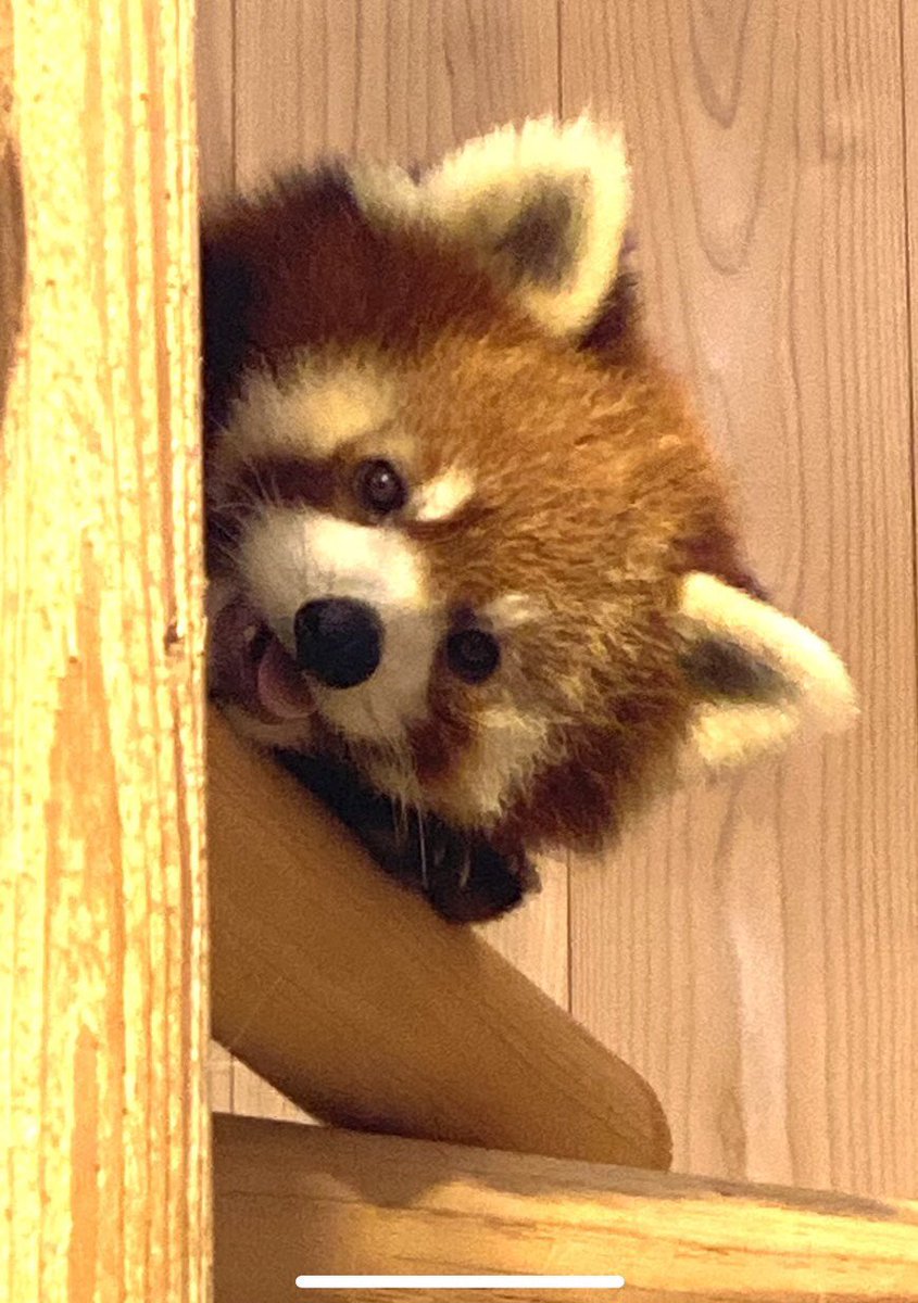 co2480panda's tweet photo. え…😢
ありがとう、ムータン
どうか安らかに🙏 https://t.co/5Z4CM3lERp