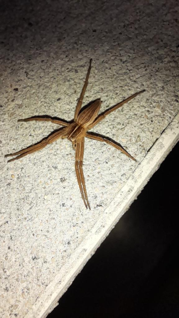 Crowzieba's tweet photo. @collieennis any idea what species this fella is? https://t.co/Qa8723NpW3