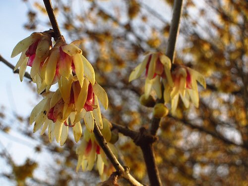 Although Wintersweet was introduced from China so long ago as 1766, it is not often seen now except in the older #gardens; and in honesty I should warn purchasers of young plants that it will not begin to flower until it is five or six years old. But it is worth waiting for.