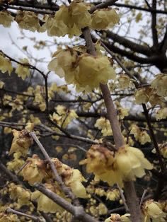 thegardenvsw's tweet photo. Although Wintersweet was introduced from China so long ago as 1766, it is not often seen now except in the older #gardens; and in honesty I should warn purchasers of young plants that it will not begin to flower until it is five or six years old. But it is worth waiting for. https://t.co/zOUEUyqAAZ