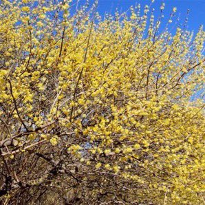 thegardenvsw's tweet photo. Although Wintersweet was introduced from China so long ago as 1766, it is not often seen now except in the older #gardens; and in honesty I should warn purchasers of young plants that it will not begin to flower until it is five or six years old. But it is worth waiting for. https://t.co/zOUEUyqAAZ