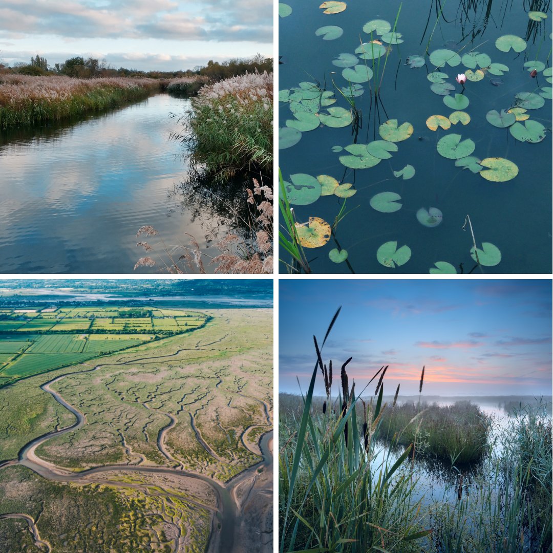 WWTworldwide's tweet image. Peatlands.
Bogs.
Saltmarsh.
Mudflats.
Lagoons.
Ponds.
Floodplains.
Swamps.
Marshes.
Mangroves.
Fens.
Estuaries.

Wetlands come in many forms, but they *all* do incredible things for the planet, for nature and for well-being.

#WorldWetlandsDay #WWD2024