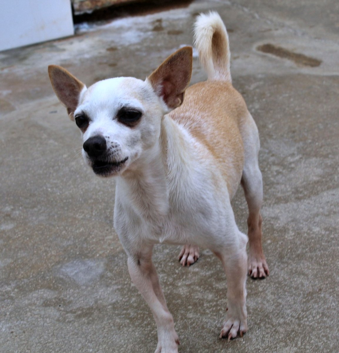 Solo #Málaga
Me voy a presentar, soy #RAFAEL, tengo 13 años y hasta poco tenía "familia". Dicen que soy un poquito chulito, pero lo único que tengo ganas es de llorar, pero como no puedo llorar, ladro.

No sé qué sitio es este. Estoy asustado, quiero irme, hace frío por las